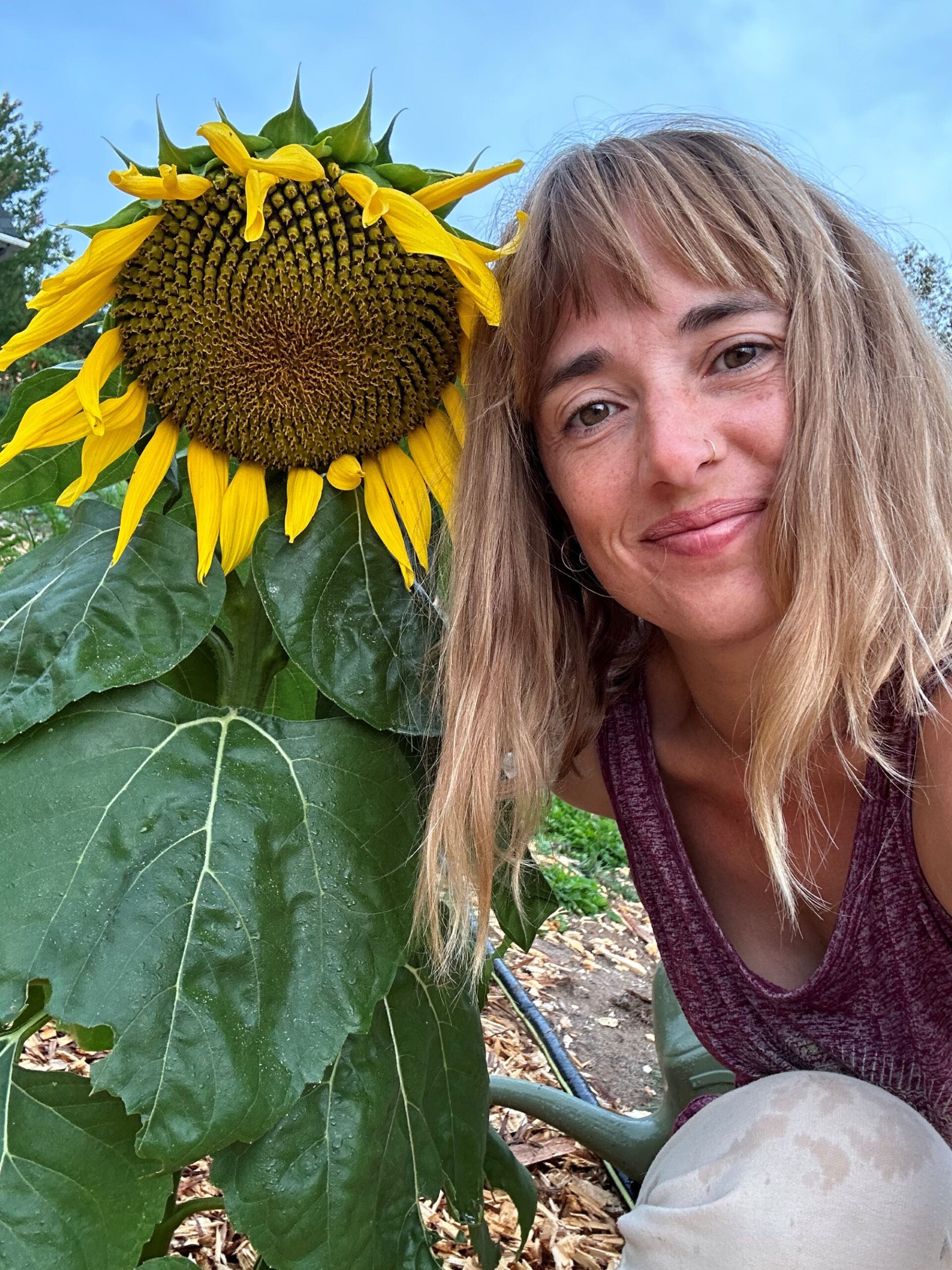 Sunflower